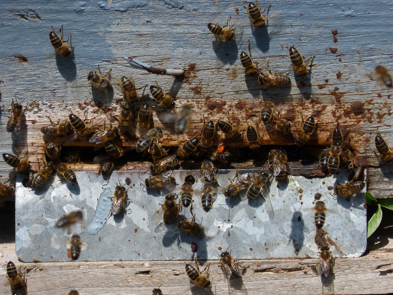 The Effect of Climate Change on Bee’s Foraging Patterns